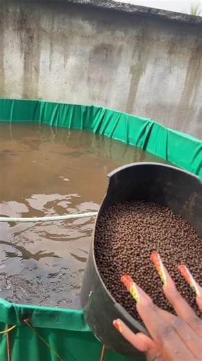 Léinda Nguepi on Instagram: "« Faites de même chez vous : élevez des silures facilement à domicile. Ils consomment peu et grandissent rapidement, selon l’indice de consommation de la marque d’aliment utilisée. » Budget proposé 👇🏼 ✅ *Offre 0:* 300 Alevins+ 01 bac d'un m3+ 01 sac d'aliment+ a *139.000F*installation gratuite 5000f ✅ *Offre 1:* 02 bacs de 1m³ + 600 alevins + 1 sac d'aliment + 1 épuisette= *230.000 FCFA.* 📌 *objectifs de production : 300 kg*frais d’installation réduit à 5000f ✅ *O