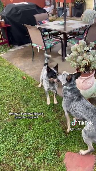 Understanding Dog Play Behavior: Playful vs. Aggressive Interactions