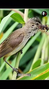 Strange laws of nature😨 #reelsfb #trandingreels #reelsinstagram #trandingfacts #knowledge #facts #reel #newfacts #information #expandthefact | Expand The Fact