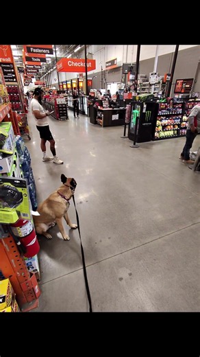 Rozy’s first trip to Home Depot—working on calm leash manners and focus around distractions! 🐾