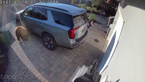 Lake Tahoe Bear Lets Herself in Vehicle With Cub