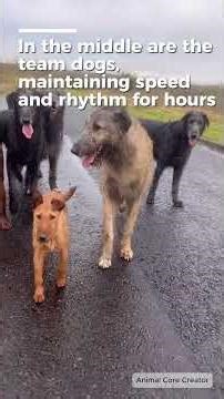 Why some dogs run better in packs 🐶