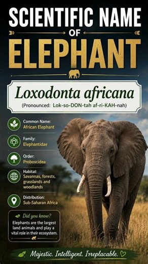 Scientific Name of African Bush Elephant | Loxodonta africana