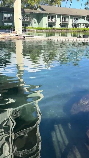 オアフ島の高級リゾート「ザ・カハラ・ホテル＆リゾート」かわいいイルカたちと触れ合いませんか？#ハワイ#イルカショー#いるか#ドルフィンズ