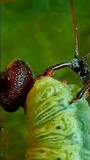 Assassin Bug’s Deadly Straw ATTACKS Prey TWICE Its Size!