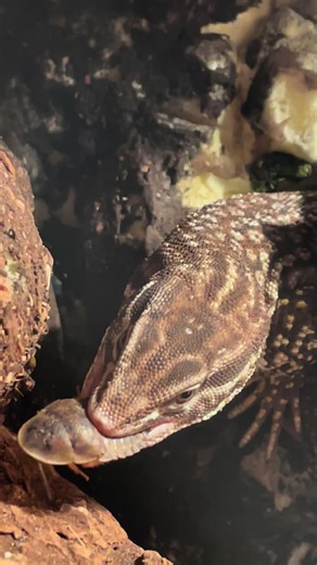 Ackie monitor munching #reptile #pet #munching