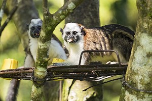 Living Costs Panama: 6 Months in Los Altos de Cerro Azul