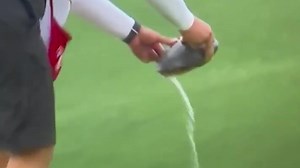 Moment turtle pees all over golf course as caddie carries it off green