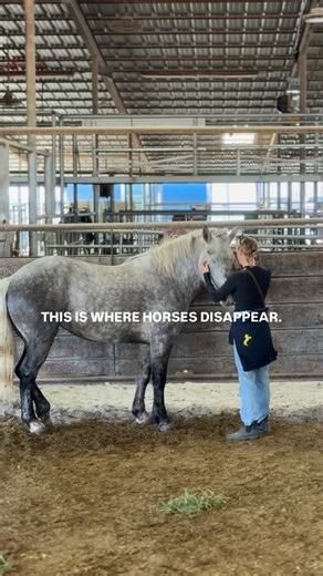 All Seated in a Barn | Tahlia Fischer on Instagram: "Pretty horses end up here too. This is Misty. This video was taken in the pen — moments before she was going to be weighed to ship. She was young. A stunning dapple gray draft type. Sweet and covered in cockleburs from standing in a field. My sister was picking them out of her mane while she waited for me to get an answer on if we could buy her. Yes IF. A lot of times horses are sold to the Kill Pen that we aren’t allowed to film or help. Welc