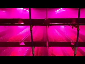 Watch This Watering Cycle In Our Fodder System