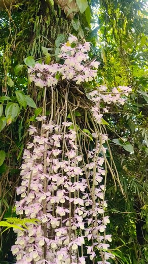 Beautiful Orchid 💜 #nature #flowers #orchid #terracegarden #garden