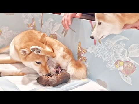 Shiba Inu giving birth for the 1st time to a boy / Raya