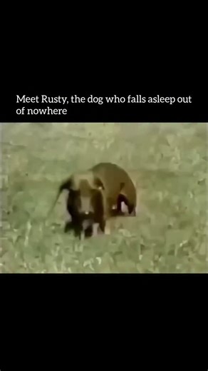 Insidee Out on Instagram: "Rusty, the narcoleptic dog, became famous after a 1991 educational short film used in psychology and sleep-disorder classes. He was a dachshund who suffered from narcolepsy, a condition that causes sudden and uncontrollable sleep episodes. Rusty could be running and playing full of energy and, suddenly, he would collapse into a deep sleep. Sometimes it looked like his little legs simply froze - which was actually cataplexy, a temporary muscle paralysis triggered by str