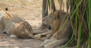 Panthera leo krugeri, Panthera leo melanochaita, a subspecies of lion found in southern and eastern Africa, also known as the Southeast African or Kalahari lion. A closeup of Barbary lion eating meat.