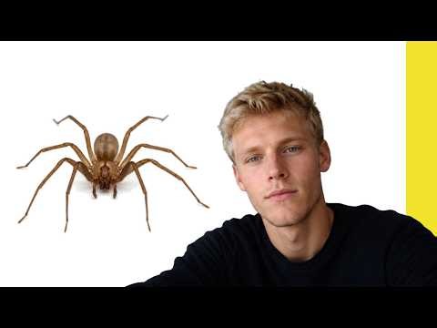 what does a brown recluse look like