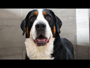 This "Bernese Mountain Dog" Wasn't What I Expected...
