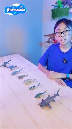 Different Kinds of Shark Toys and Facts for Kids | Learn Shark Names with Hunter