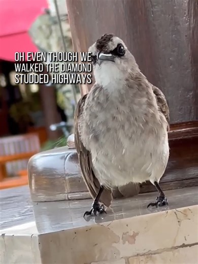 I'm just here for the chirp ☺️🐦 #bird #CapCut #birdie #featheredfriends #foryou