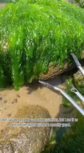 Low Tide Adventure: Professional Foraging