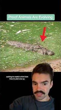 Crocodile seen using TOOLS