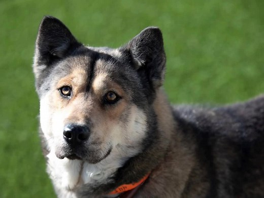 Asia is available for adoption at National Mill Dog Rescue in Colorado Springs, CO. Read about her at this link: https://www.petango.com/Adopt/Dog-Chow-Chow-46373774 Learn about adoption here: https://nmdr.org/our-dogs/adopt/ | National Mill Dog Rescue