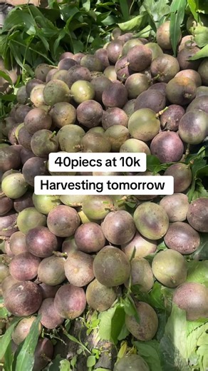 Place Your Orders Tomorrow — SWT Clients Harvest Sale 40pcs at 10k