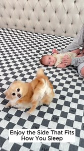 When your dog loves your mattress, just as much as you do 藍 #SweetNightSleep #SweetNightMattress #SweetNightReview #PrimeMattress #bestmattressfirmness #adjustablemattress #dogs #puppy #animals | SweetNight Sleep | Facebook