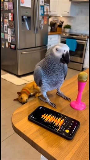 2.8K views | Parrot Rap Battle #Wholesome #animals | Petflix Moments | Facebook