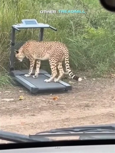 people on the treadmill 😱🤣 #respect #song #funny