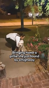 9.4K reactions · 299 comments | Stray Pit Bull Found on Highway Becomes the Sweetest Companion | DogDiscover4lore | Facebook