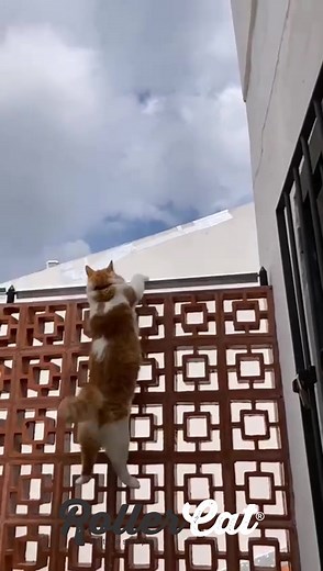 RollerCat: O Melhor Brinquedo Rotativo para Gatos Voadora