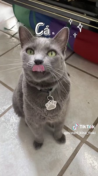 Como comer churu segun tu signo parte 2 #flokividente #publicidad #churu #inaba @INABA Foods México #cats #gatos #michis #signoszodiacales #fypシ