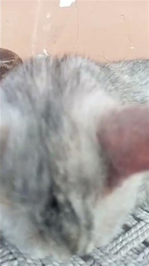 Guys my new cat!!! 🐱