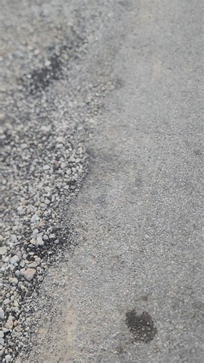 Discovering Unique Insects: Green and Brown Species