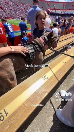 Kora is a professional good girl 🙂‍↔️🤎🐺 watch until the end for proof lol even when i allow people to pet her she still knows her job, does it well, & can be refocused easily; tasks & all (blocking, guiding through crowds, creating space between me & strangers, etc) but i’d be lying if i said she didn’t love the attention every once in a while lol 🐕‍🦺service dogs are: 🐺any breed & any size of dog ❤️‍🩹trained to perform a task(s) directly related to a person’s disability/disabilities. 🦮no