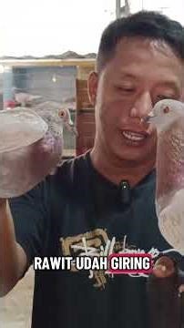 NOT ALL PIGEONS ARE HARD-COATING