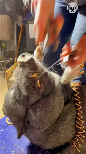 940K views · 714 reactions | Satisfying tusk trimming Partner: emilythetrimmer IG: https://www.instagram.com/emily_the_trimmer/ FB: https://www.facebook.com/emilythetrimmer TT: https://www.tiktok.com/@emilythetrimmer | Crafty Panda | Facebook