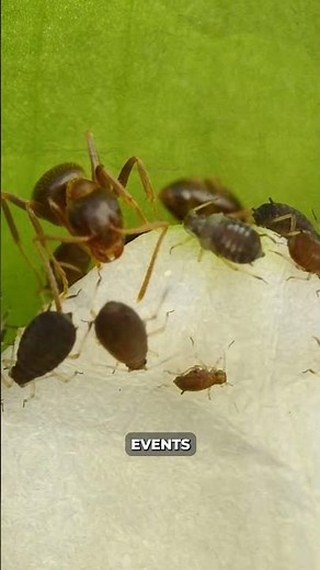 INSECT WEEK; Learn how they run the world
