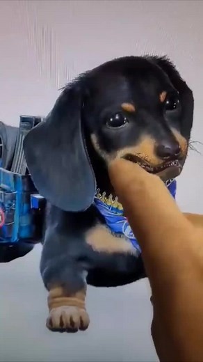 Best Pal in Far Cry Gaming - Summer of Gaming