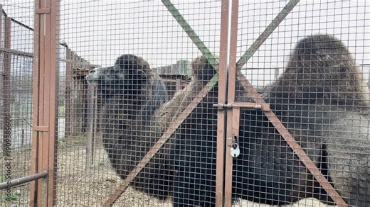 A camel in a cage at a zoo, kept in captivity
