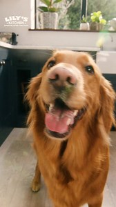 58 reactions | Unterstützt das Wohlbefinden deines Haustieres   | Lily's Kitchen | Facebook