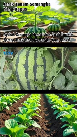 Does Less Fertile Soil Need Planting Distance?, Good Planting Distance for Watermelons #shorts