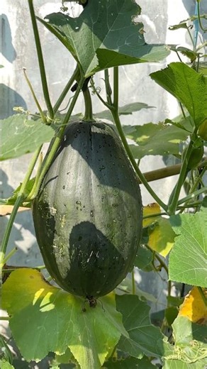Pumpkin #vegetables #pumpkin #fruit #harvest