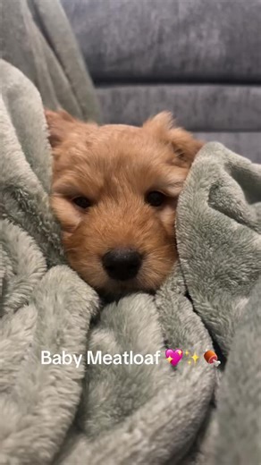 What a pretty little baby meatloaf is🍖#meatloaf #puppytiktok #fyp #baby