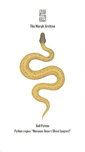 Illustration of the Monsoon Desert Ghost Leopard Ball Python by The Morph Archive / Mingo Art