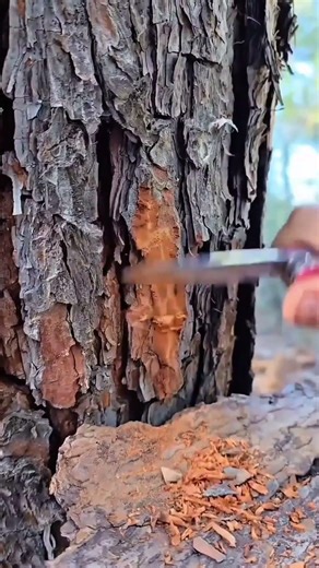 scraping pine tree bark with a folding pocket knife to harvest resin or find some fatwood pieces