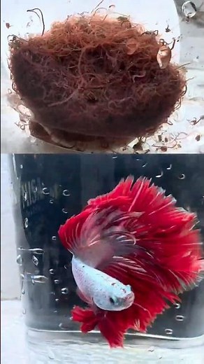 100% Nutritious Live Food For Betta Fish #usfishkeepers
