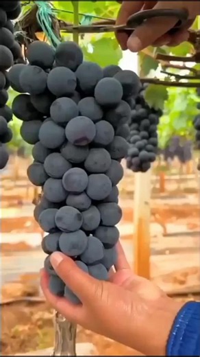 The fruit of a long process