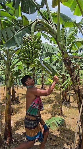 Banana harvest time 🍌😱 #ep-817 #shortfeed #cuttingart #bananaplant #shortsviral #shorts