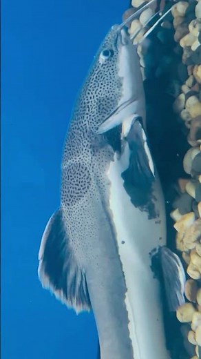 🐟 A true freshwater giant with a stunning red tail! ❤️🔥 Would you keep a Redtail Catfish? 👀